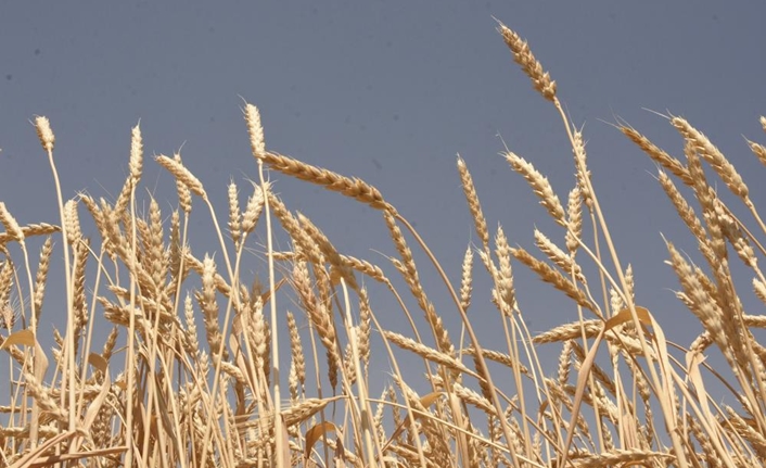 Bitlis’te buğday ve arpa hasadı başladı. 2025 yılı hasat sezonunda
