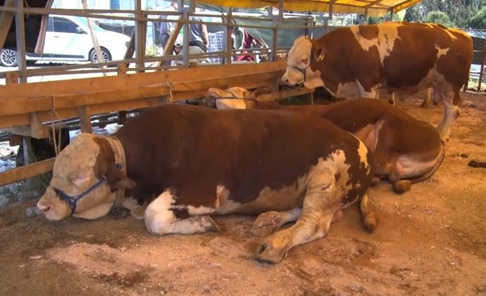 Tarım ve Orman Bakanlığı, Kurban Bayramı sonrası artan şap hastalığı