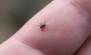 Zara ilçesinde kene tutunması sonucu hastaneye kaldırılan 50 yaşındaki A.Y.,