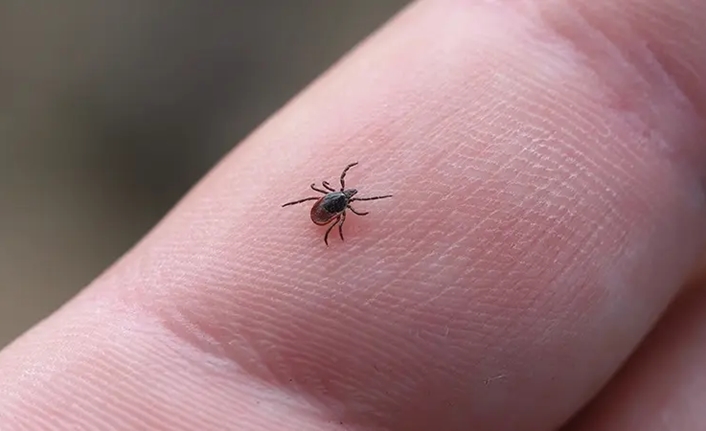 Zara ilçesinde kene tutunması sonucu hastaneye kaldırılan 50 yaşındaki A.Y.,