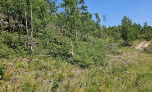 Tatvan ilçesinde, birinci derece doğal sit alanı olan Nemrut Kalderası’nda
