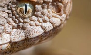 Yüksekova ilçesinde doğa gözlemcisi öğretmen Ümit Bartın, Irak sınırında yaptığı