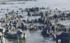 Türkiye’nin en büyük gölü olan Van Gölü, son yıllarda etkisini