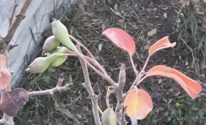 Van'da mevsim normallerinin üzerinde seyreden sıcaklıklar doğayı şaşırttı. Bazı meyve