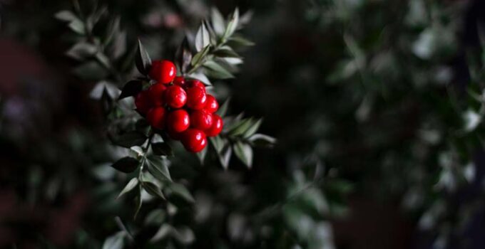 Kokina çiçeğinin fiyatı duyanları şaşkına çevirdi