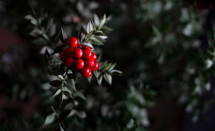 Yılbaşının simgesi kokina çiçeği, şans getirdiğine inanılmasıyla yeni yıl öncesi