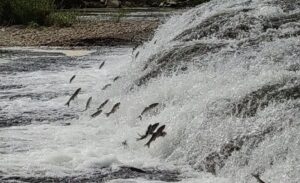 Van Gölü'nde inci kefali için 15 Nisan'da av yasağı başlıyor.