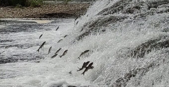 Van Gölü’nde büyük göç başlıyor! İnci kefali koruma altına alındı